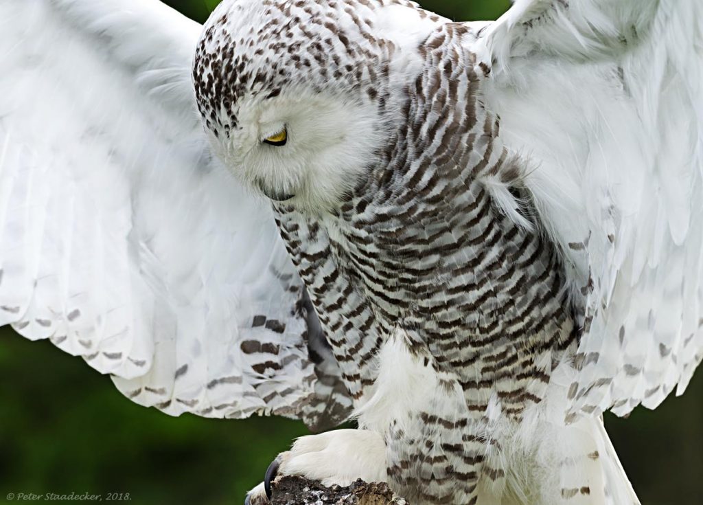 Didn't I Cut My Nails Last Week?