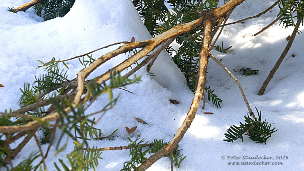 Yew branches chewed by rabbits.